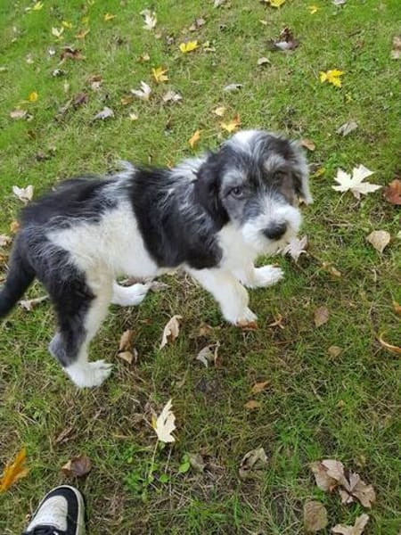 Süßes Hundekind Baloo(4 Mon,32 cm, 5kg) sucht sein Zuhause