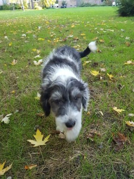 Süßes Hundekind Baloo(4 Mon,32 cm, 5kg) sucht sein Zuhause