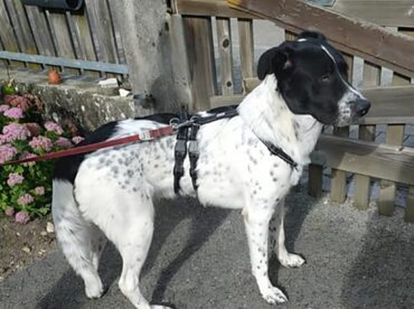 Primo aus 85120 Hepberg sucht ein erfahrenes zu Hause
