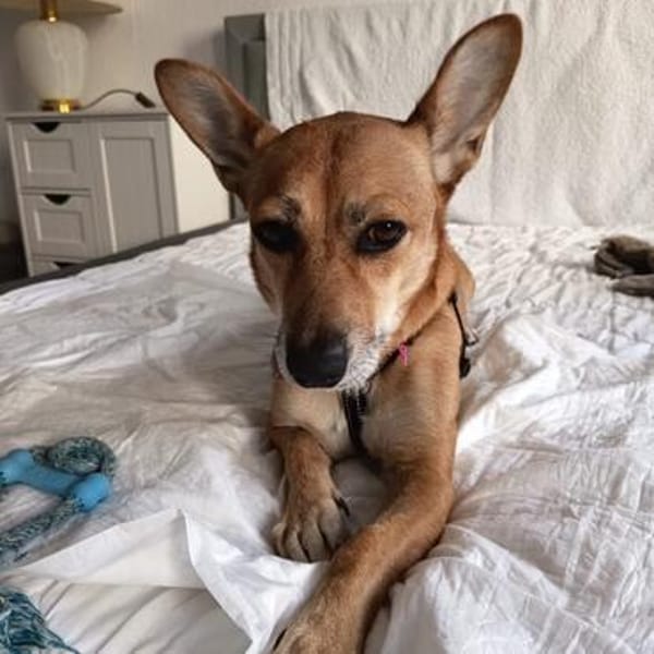 Lola💕ruhige und liebe Hündin
