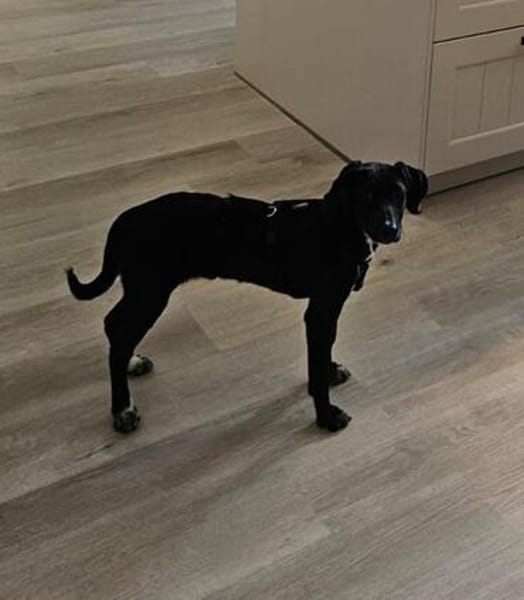Lexi  eine kluge junge Hündin mit viel Potenzial