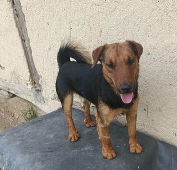 Otto ... Rüde sucht einfach nur ein Körbchen