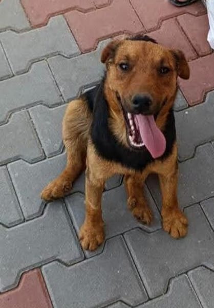 Otto ... Rüde sucht einfach nur ein Körbchen