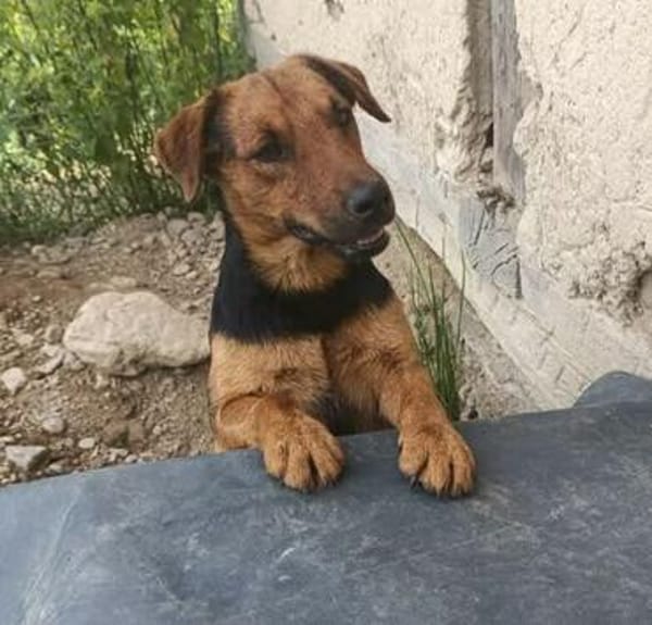 Otto ... Rüde sucht einfach nur ein Körbchen