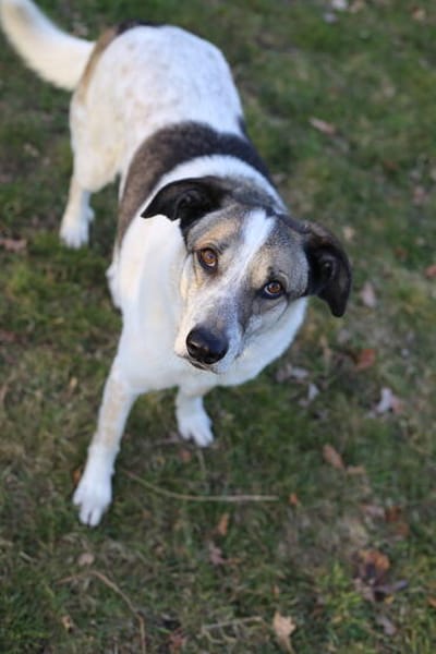 Liebevoller Hund REX sucht seinen Menschen!