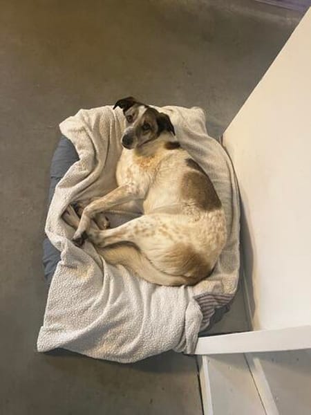 Liebevoller Hund REX sucht seinen Menschen!