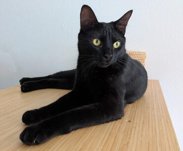 Albor & Seara  verspieltes Katzenpaar sucht gemeinsames Zuh