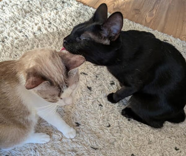 Albor & Seara  verspieltes Katzenpaar sucht gemeinsames Zuh