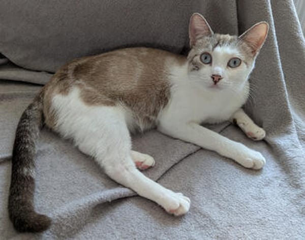 Albor & Seara  verspieltes Katzenpaar sucht gemeinsames Zuh