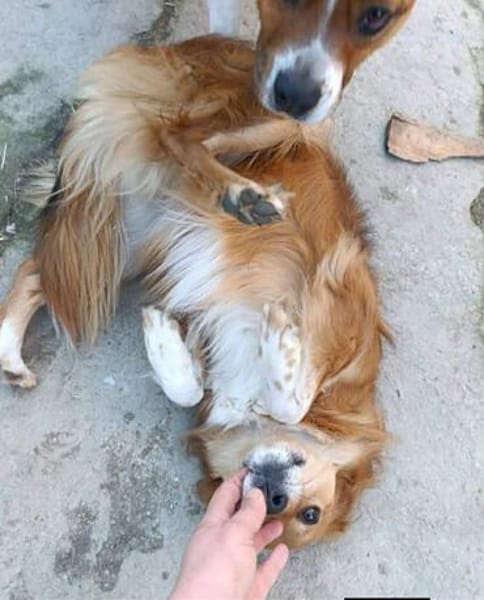 Grinsebacke COCO sucht 4ever home