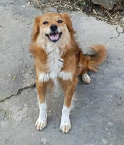 Grinsebacke COCO sucht 4ever home