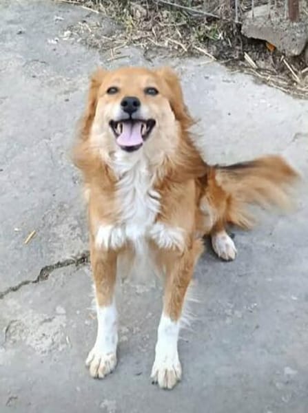 Grinsebacke COCO sucht 4ever home
