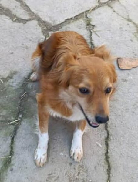 Grinsebacke COCO sucht 4ever home