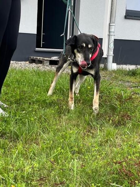 Linci