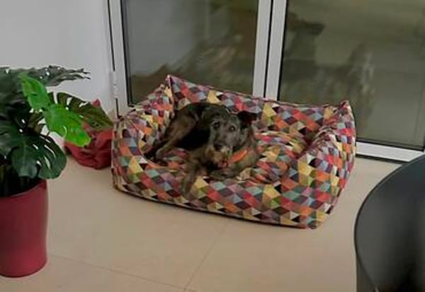 PIXIE ❤ braucht ganz schnell ein neues Zuhause.