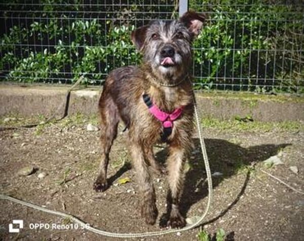 PIXIE ❤ braucht ganz schnell ein neues Zuhause.