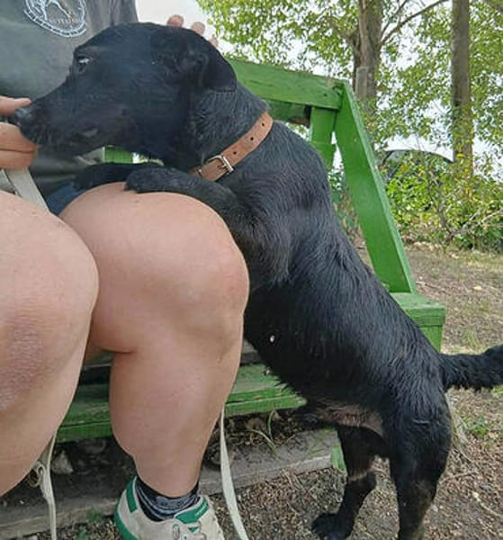 ❤ superlieber Herzensdieb PUPO in Bayern ❤