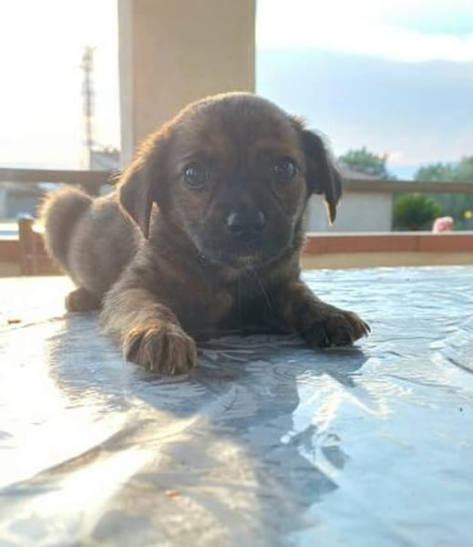Sole-Malina 🧡🧡🧡liebes Zuhause gesucht