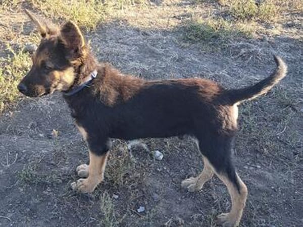 Kleiner Zeno sucht seine Familie