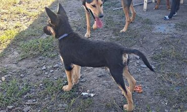 Kleiner Zeno sucht seine Familie
