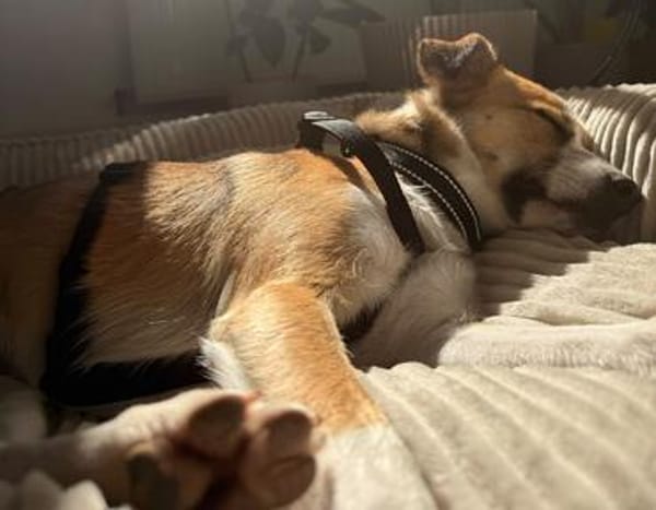 Nesa - best Budy gesucht von mir der ein Foreverhome hat
