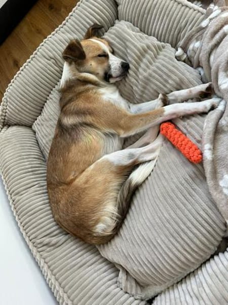 Nesa - best Budy gesucht von mir der ein Foreverhome hat