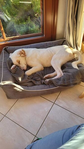 Kilian - sucht ein lebenslanges geborgenes Foreverhome