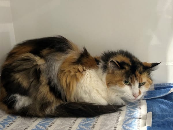 MOKA (chat sauvage)