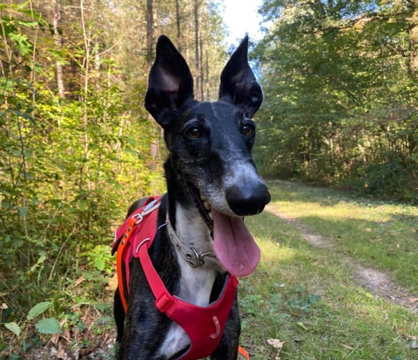 TIMO