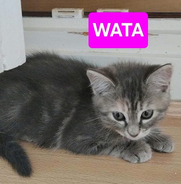 WATA ET AKARI À ADOPTER EN DUO