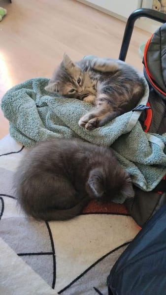 WATA ET AKARI À ADOPTER EN DUO