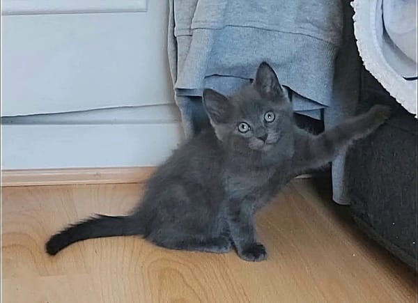 WATA ET AKARI À ADOPTER EN DUO