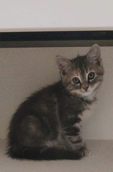 WATA ET AKARI À ADOPTER EN DUO