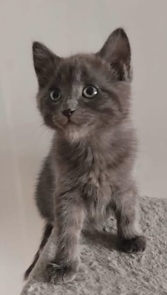 WATA ET AKARI À ADOPTER EN DUO