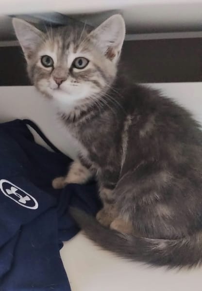 WATA ET AKARI À ADOPTER EN DUO