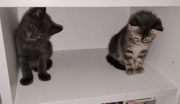 WATA ET AKARI À ADOPTER EN DUO