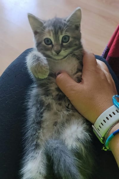 WATA ET AKARI À ADOPTER EN DUO