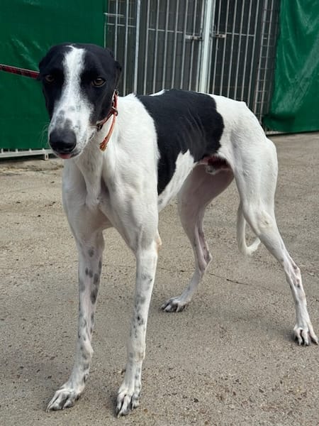 KUH Galgo