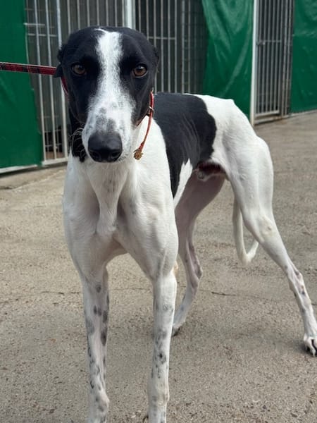 KUH Galgo
