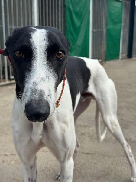 KUH Galgo