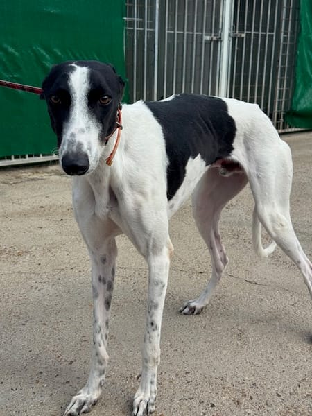 KUH Galgo