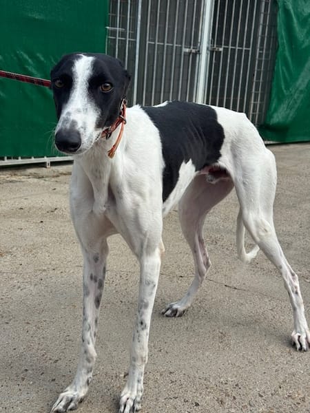 KUH Galgo