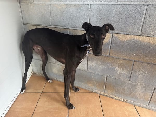 TOGO Galgo