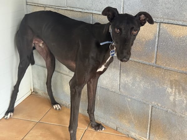 TOGO Galgo