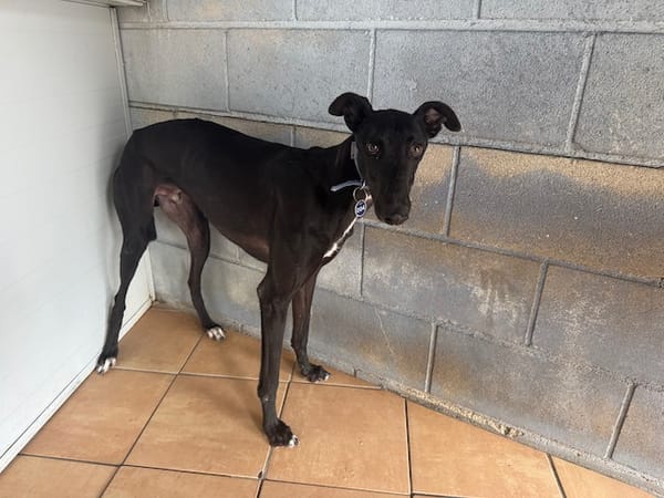 TOGO Galgo