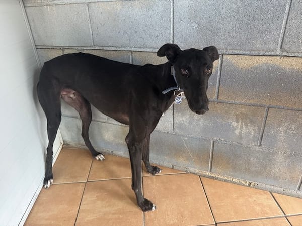 TOGO Galgo