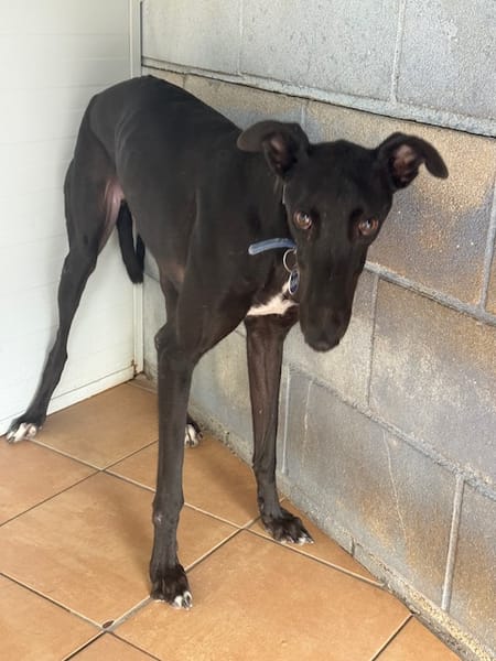 TOGO Galgo