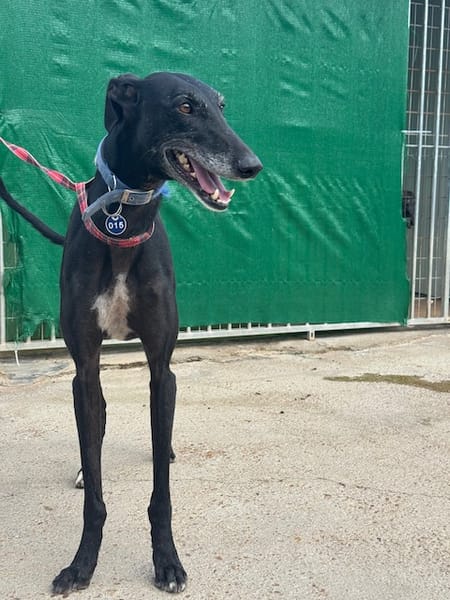 CARBON Galgo
