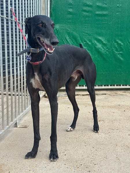 CARBON Galgo