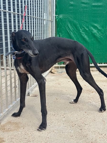 CARBON Galgo
